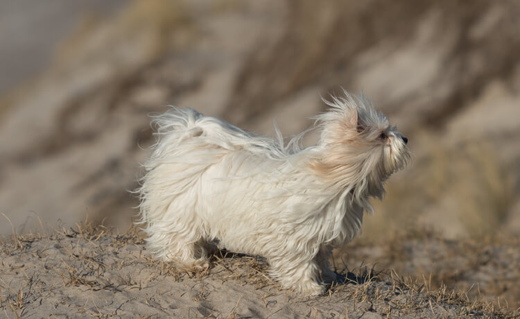 Skye Terrier